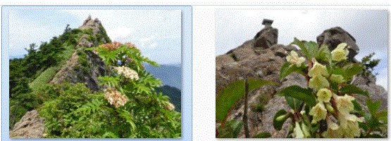 石鎚山お山開き3の鎖と頂上社弥山、天狗岳NO3…2016/7/1_f0231709_15394413.gif