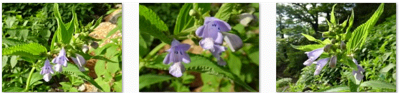 f0231709_9531261.gif