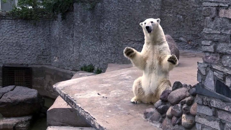ロシア・サンクトペテルブルク、レニングラード動物園のウスラーダとメンシコフの夏の日_a0151913_13313279.jpg