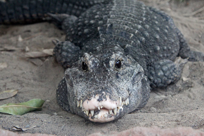 上野動物園 両生爬虫類館の個性派たち その2 続々 動物園ありマス