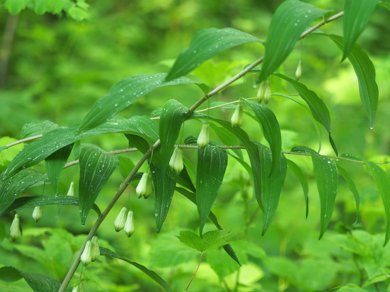 戸隠森林植物園の山野草_f0330321_9545332.jpg