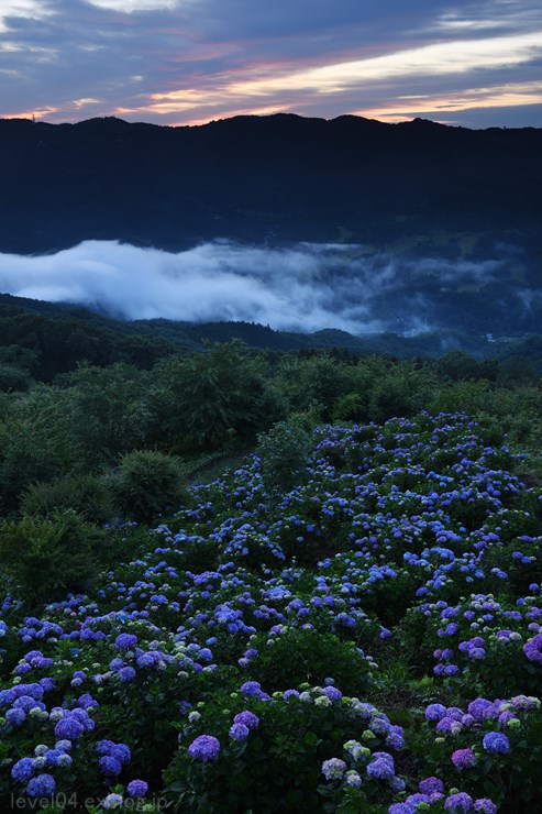 秩父 美の山公園 2 日の出と紫陽花 Photograph2