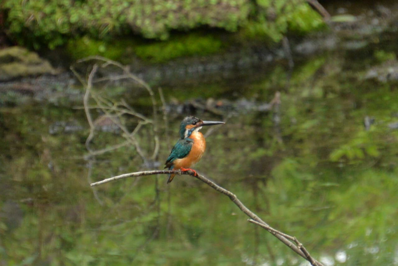 鎌倉で出会った鳥さん_e0335926_22261603.jpg