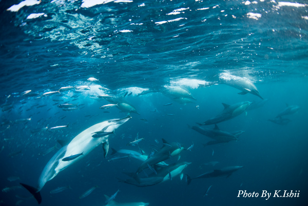 Sardine Run 2016 @ South Africa_e0058628_6281122.jpg