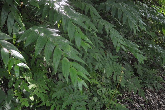 六甲高山植物園_a0163529_018218.jpg