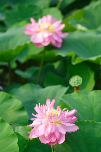 蓮のお寺巡り －東寺－ _b0169330_1313373.jpg