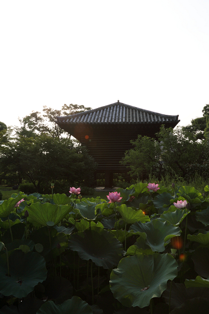 蓮のお寺巡り －東寺－ _b0169330_7555615.jpg