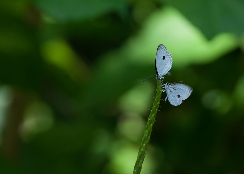 ツシマウラボシシジミの域外飼育　2015～2016_a0126632_20113440.jpg