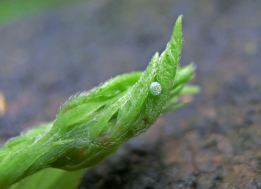 ツシマウラボシシジミの域外飼育　2015～2016_a0126632_20221371.jpg