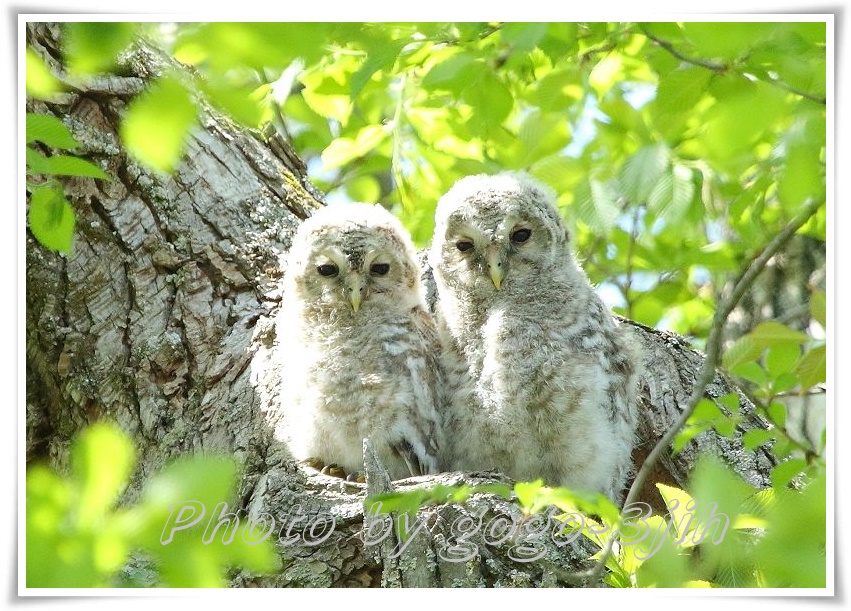 フクロウの神がみずから歌った「銀の滴（しずく）降る降るまはりに」_b0346933_5444260.jpg