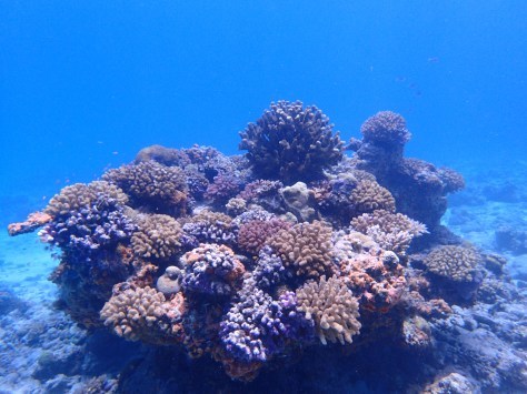 7月2日最高水納島と激混み青の洞窟_c0070933_23523383.jpg