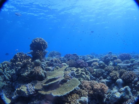 7月2日最高水納島と激混み青の洞窟_c0070933_23553999.jpg