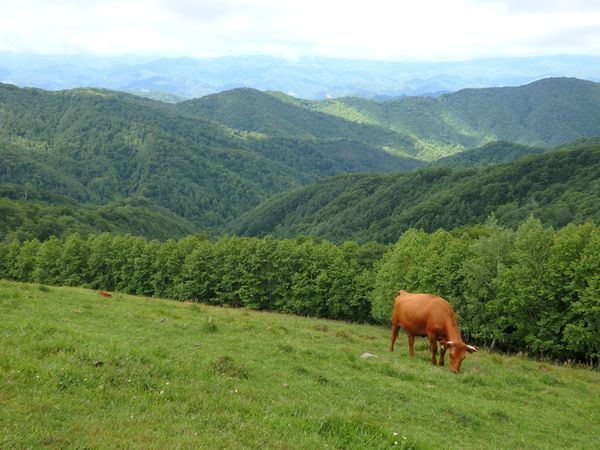 短角牛のリラックスタイム～２０１６初夏・黒森山～_b0206037_21170344.jpg