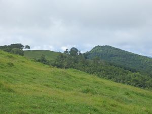 短角牛のリラックスタイム～２０１６初夏・黒森山～_b0206037_21522146.jpg