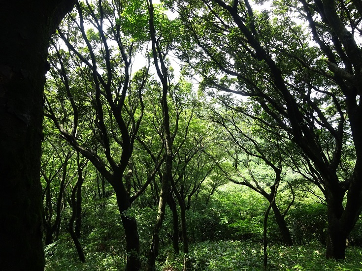 背振山系　金山から鬼ケ鼻岩縦走～_b0282042_17401711.jpg