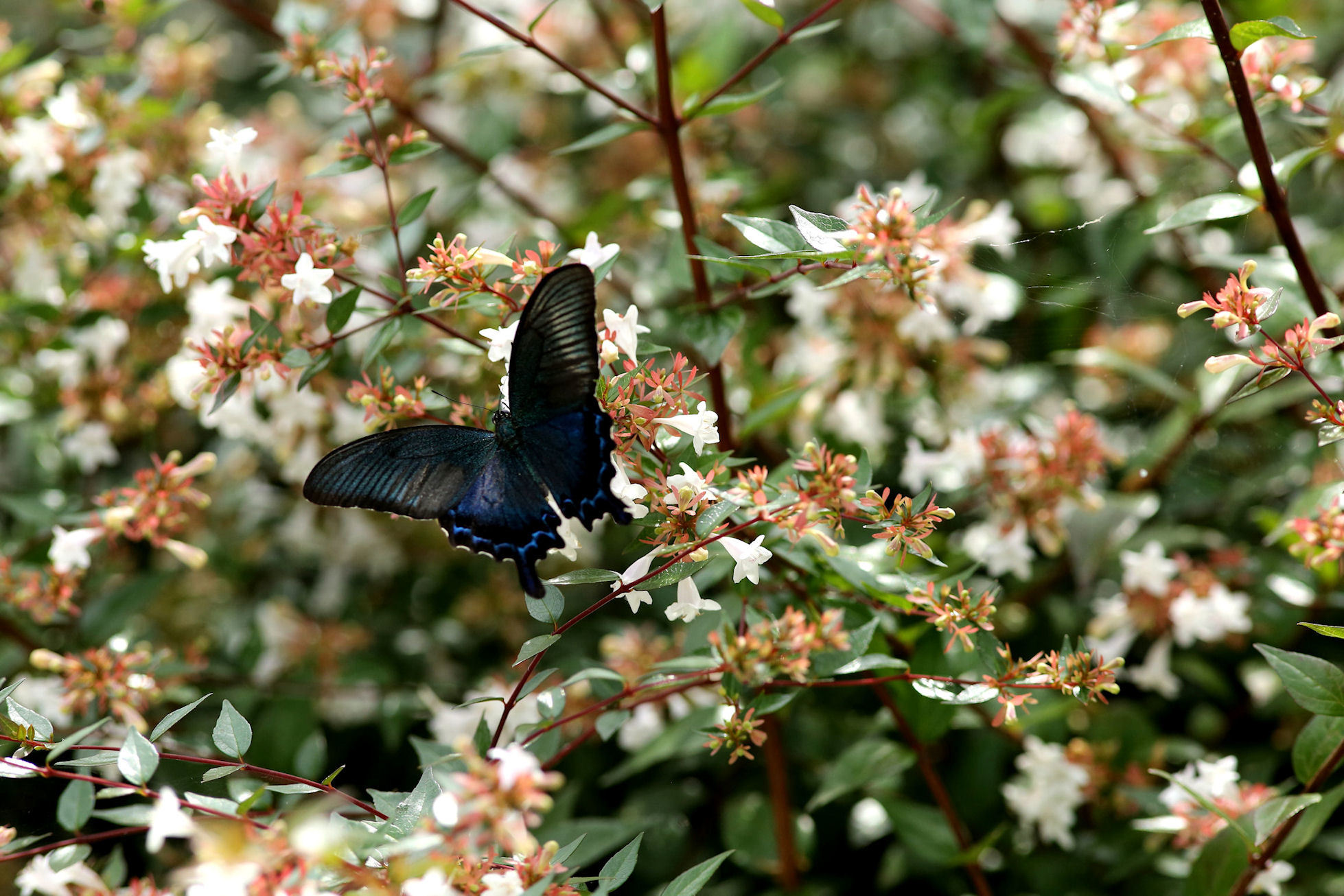 アベリアにもきたカラスアゲハ 千葉県松戸市 Butterfly Dragonfly アベリアにもきたカラスアゲハ 千葉県松戸市 Butterfly Dragonfly