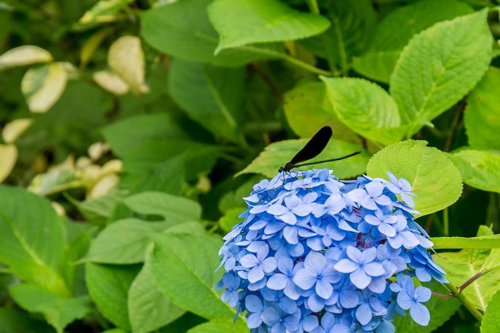 紫陽花と水車小屋_f0044056_06391480.jpg