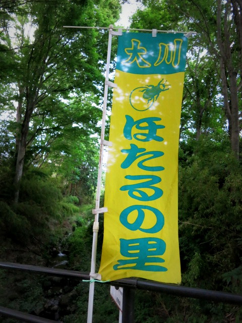 お山の蛍シーズンです☆_f0236260_12472318.jpg