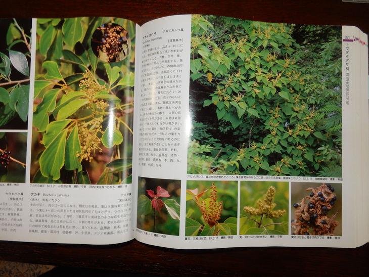 ’16,7,2(土)謎の木の名前が分かったYO!_f0060461_7232011.jpg