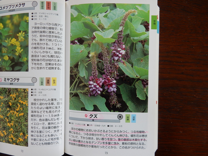 ’16,7,2(土)謎の木の名前が分かったYO!_f0060461_9361237.jpg