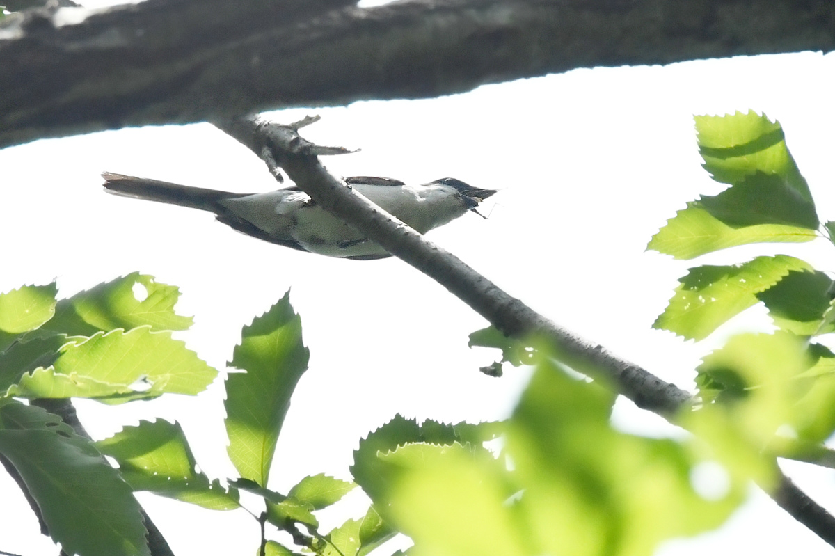 サンショウクイ_f0053272_820061.jpg