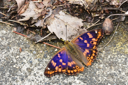 f0348480_1744311.jpg