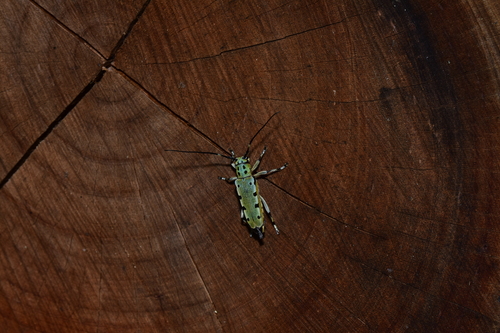 f0348480_1792827.jpg