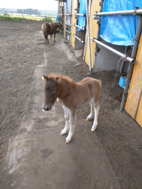 南阿蘇村のお馬さん牧場でボランティアをしました_b0183583_21585462.jpg