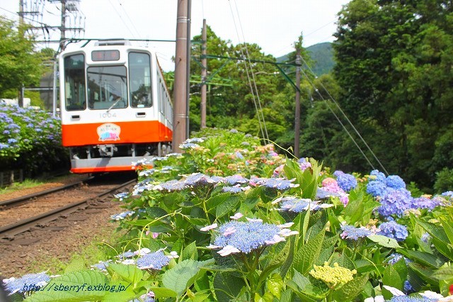 箱根あじさい電車_c0087094_10490421.jpg