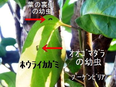 ホウライカガミの移植は 成功 石垣島 ペンション パパイヤのブログ ホウライカガミの移植は 成功 石垣島 ペンション パパイヤのブログ