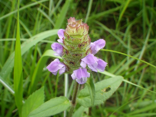 f0187402_1883343.jpg