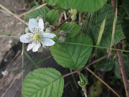 e0245404_436314.jpg