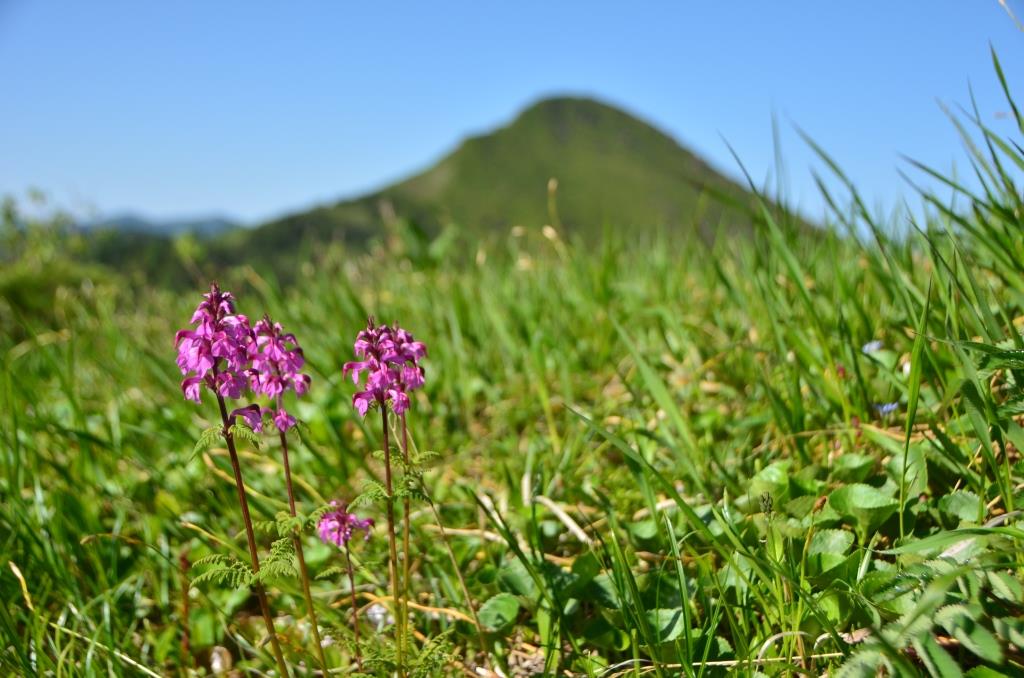 2016/7/1 笠ヶ岳・至仏山_a0340812_914558.jpg