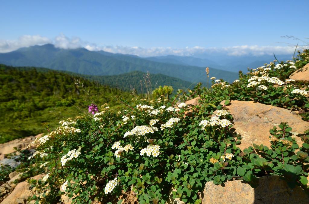 2016/7/1 笠ヶ岳・至仏山_a0340812_96873.jpg