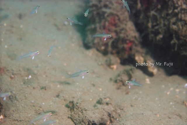 まだまだ幼魚の季節3_c0211615_10213369.jpg