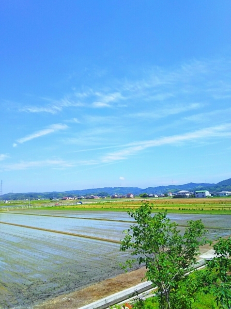 夏到来_d0030521_21151170.jpg