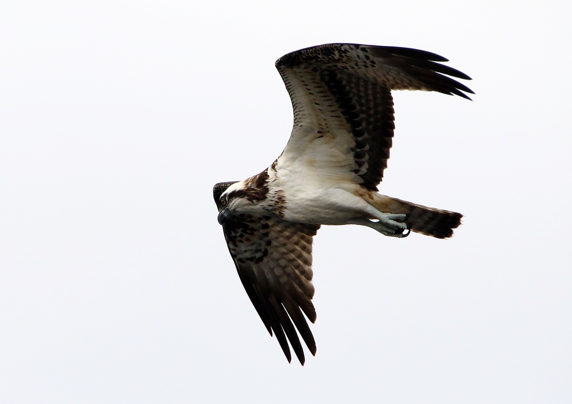 ミサゴ（Osprey）海田湾_f0310221_21263055.jpg