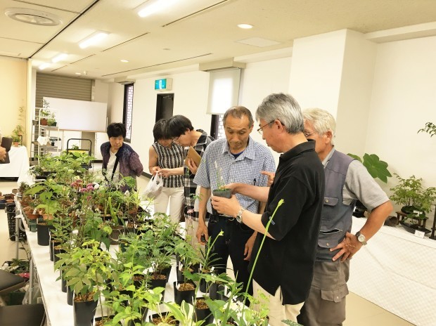 広島山野草同好会と西日本錦草会　合同展示会の様子_f0321023_18454092.jpg