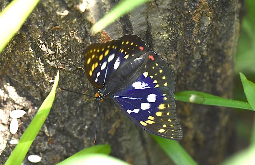 オオムラサキの季節(2016年7月2日) _d0303129_3515375.jpg