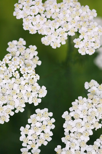 ７月・思い出の花（～’１５抜粋） _b0230131_1052139.jpg