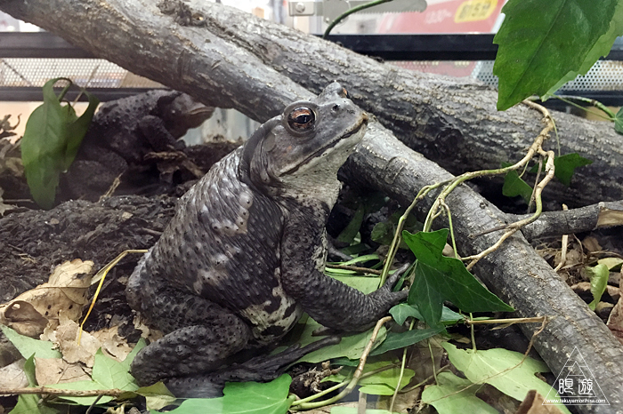 513 宍道湖自然館ゴビウス ～４年ぶりのゴビウス～_c0211532_15431185.jpg