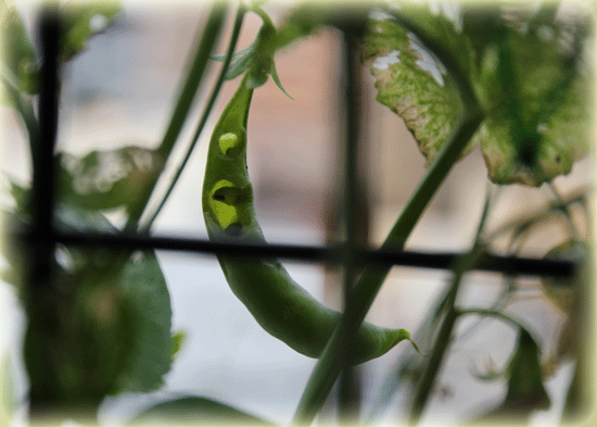 a0245136_16033290.gif