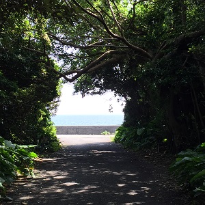 屋久島、そして口永良部島の海へ_f0233340_14142120.jpg
