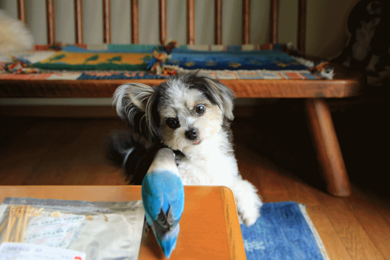 c0145250_16200809.gif