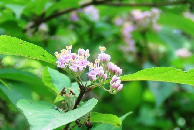 神戸市立森林植物園_b0227552_20173750.jpg