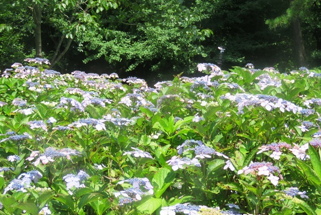 神戸市立森林植物園_b0227552_20180910.jpg