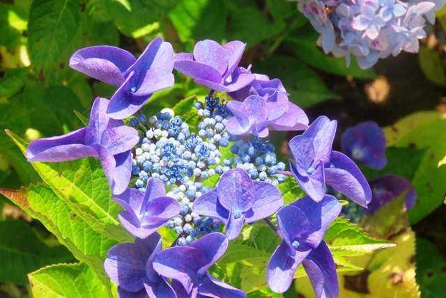 神戸市立森林植物園_b0227552_20181915.jpg