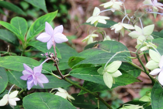 神戸市立森林植物園_b0227552_20190071.jpg