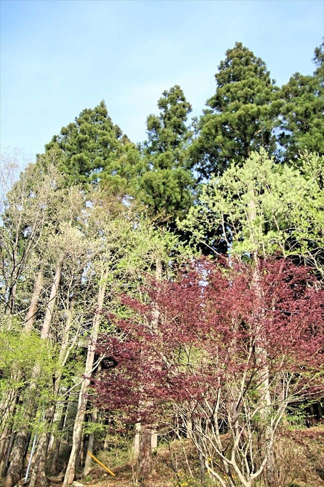 ◆いまさらphoto アルバム ~ ネイチャーランドオム_b0008655_17420981.jpg