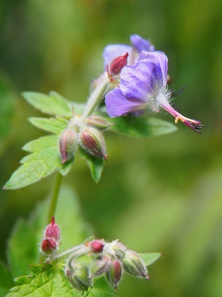 b0335256_17523665.jpg